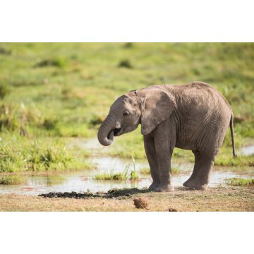 Lais Puzzle - Junger afrikanischer Elefant - 2.000 Teile