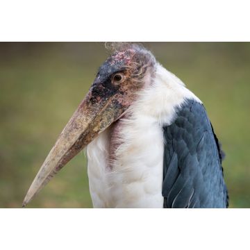 Lais Puzzle - Marabu - 2.000 Teile