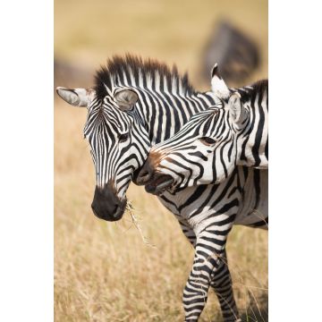 Lais Puzzle - Zebras im Serengeti Nationalpark - 2.000 Teile