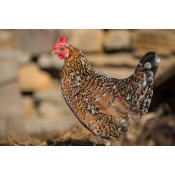 Lais Puzzle - Huhn - 2.000 Teile