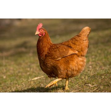 Lais Puzzle - Huhn - 2.000 Teile