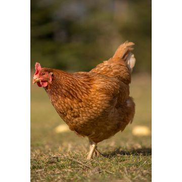 Lais Puzzle - Huhn - 2.000 Teile