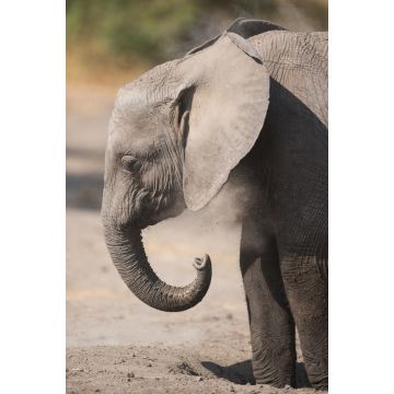 Lais Puzzle - Junger Elefant im Serengeti Nationalpark - 2.000 Teile