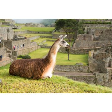 Lais Puzzle - Lama in Machu Picchu - 2.000 Teile