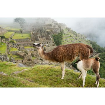 Lais Puzzle - Trinkendes Lama bei Machu Picchu - 2.000 Teile