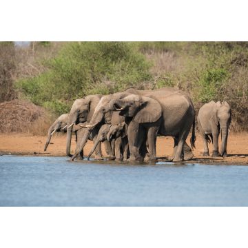Lais Puzzle - Herde Elefanten im Krüger Nationalpark - 2.000 Teile