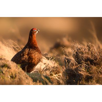 Lais Puzzle - Moorschneehuhn - 2.000 Teile