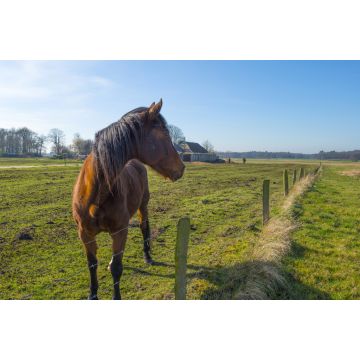 Lais Puzzle - Pferd auf sonniger Wiese im Winter - 2.000 Teile