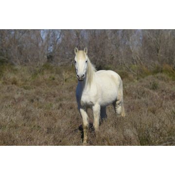 Lais Puzzle - Camargue-Pferd - 2.000 Teile