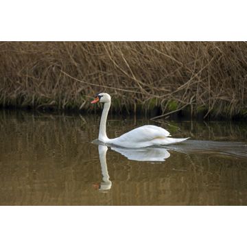 Lais Puzzle - Schwimmender Schwan - 2.000 Teile
