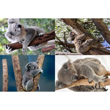 Lais Puzzle - Collage Koala - 2.000 Teile