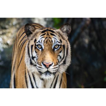 Lais Puzzle - Bengalischer Tiger - 2.000 Teile