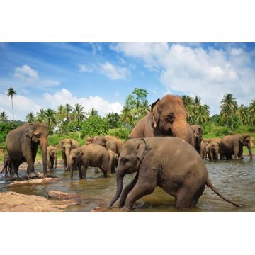 Lais Puzzle - Elefantengruppe im Fluss - 2.000 Teile
