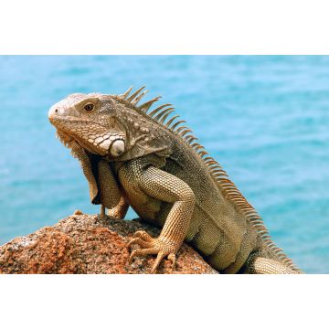 Lais Puzzle - Iguana - 2.000 Teile
