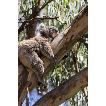 Lais Puzzle - Koala Australien - 2.000 Teile