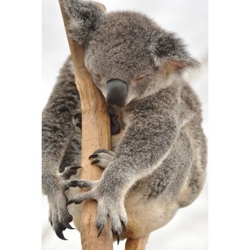 Lais Puzzle - Schlafender Koala - 2.000 Teile