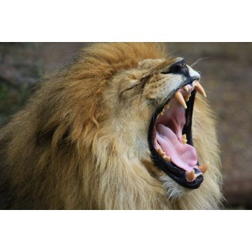 Lais Puzzle - Löwe - 2.000 Teile