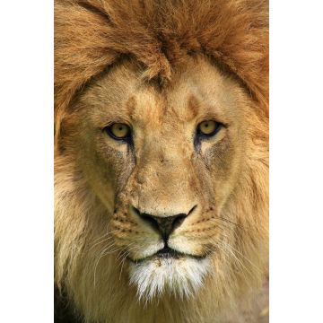 Lais Puzzle - Löwe - 2.000 Teile