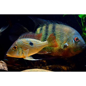 Lais Puzzle - Geophagus sp Gurupi - 2.000 Teile