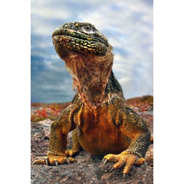 Lais Puzzle - Galapagos Leguan, Ecuador - 2.000 Teile