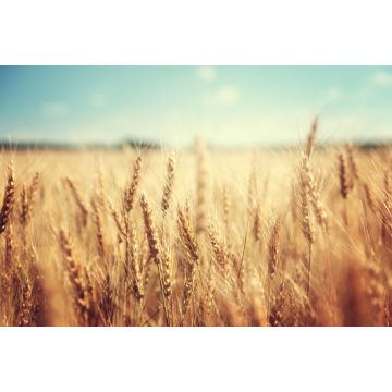 Lais Puzzle - goldenes Weizenfeld und sonniger Tag - 2.000 Teile