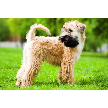 Lais Puzzle - Irischer Soft Coated Wheaten Terrier - 2.000 Teile