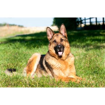 Lais Puzzle - Deutscher Schäferhund - 2.000 Teile