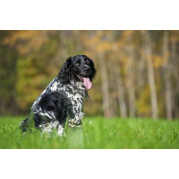 Lais Puzzle - Großer Münsterländer - 2.000 Teile