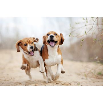 Lais Puzzle - Beagle - 2.000 Teile