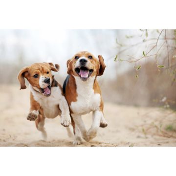 Lais Puzzle - Beagle - 2.000 Teile