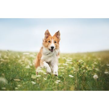 Lais Puzzle - Border Collie - 2.000 Teile