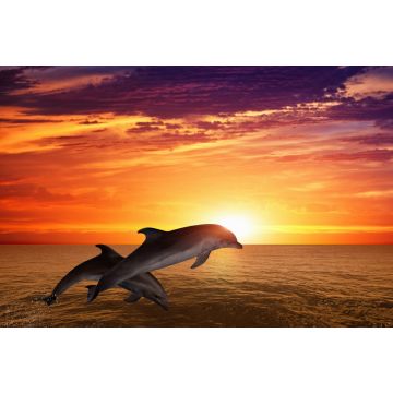 Lais Puzzle - Springende Delfine - 2.000 Teile