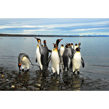 Lais Puzzle - Magellan-Pinguine in Feuerland - 2.000 Teile