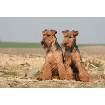 Lais Puzzle - Welsh Terrier - 2.000 Teile