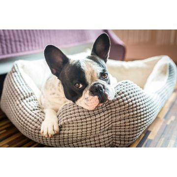 Lais Puzzle - Französische Bulldogge - 2.000 Teile