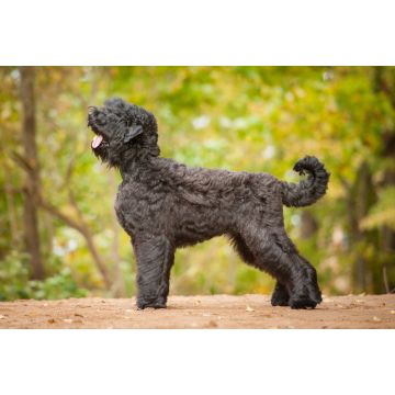 Lais Puzzle - Russischer Schwarzer Terrier - 2.000 Teile