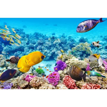 Lais Puzzle - Unterwasserwelt mit Korallen und tropischen Fischen, Queensland, Australien - 2.000 Teile