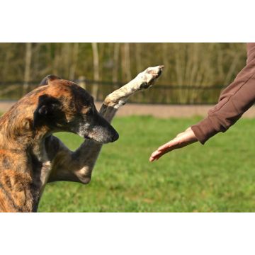 Lais Puzzle - Galgo Espanol - 2.000 Teile