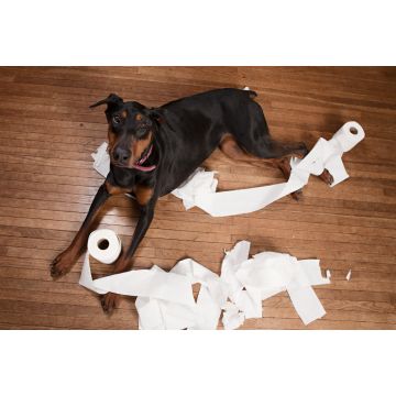 Lais Puzzle - Dobermann - 2.000 Teile