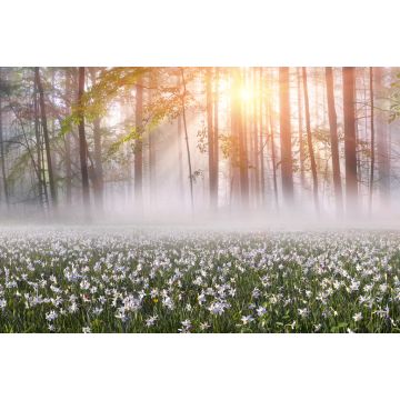 Lais Puzzle - Narzissen bei Sonnenaufgang. Tal der Narzissen, Ukraine - 2.000 Teile