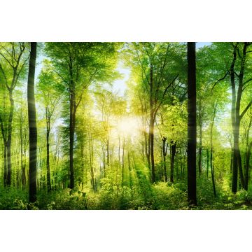 Lais Puzzle - Lichtstrahlen im Wald - 2.000 Teile