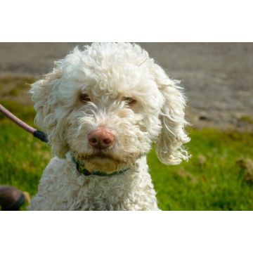 Lais Puzzle - Lagotto Romagnolo - 2.000 Teile