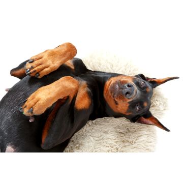 Lais Puzzle - Dobermann - 2.000 Teile