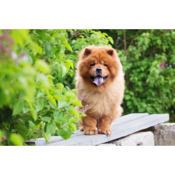 Lais Puzzle - Chow-Chow - 2.000 Teile