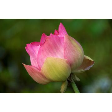 Lais Puzzle - Lotusblüte - 2.000 Teile