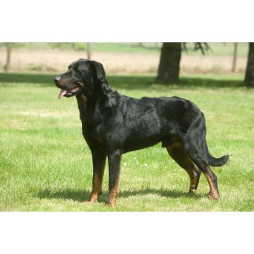 Lais Puzzle - Beauceron - 2.000 Teile