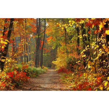Lais Puzzle - Wald im Herbst - 2.000 Teile