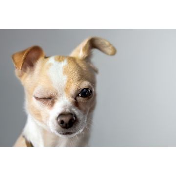 Lais Puzzle - Chihuahua - 2.000 Teile