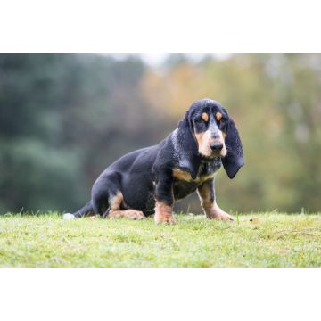 Lais Puzzle - Basset Bleu de Gascogne - 2.000 Teile