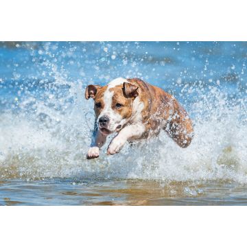 Lais Puzzle - American Staffordshire Terrier - 2.000 Teile